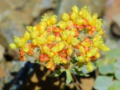 Eriogonum cedrorum