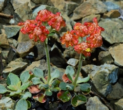 Eriogonum cedrorum