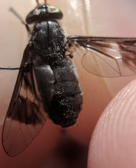 Chrysops carbonarius