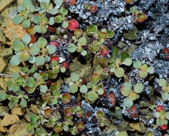 Eriogonum cedrorum