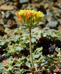Eriogonum cedrorum