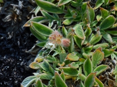 Phacelia imbricata imbricata
