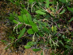 Arctostaphylos bakeri sublaevis