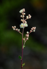 Holodiscus discolor cedrorum
