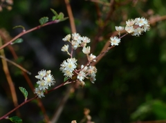 Holodiscus discolor cedrorum
