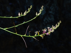 Streptanthus morrisonii morrisonii