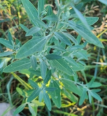 Chenopodium pratericola