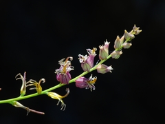 Streptanthus morrisonii morrisonii