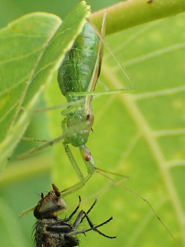 Pale Green Assassin Bug from Greene County, OH, USA on June 23, 2021 at ...