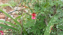Indigofera disticha