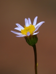 Erigeron serpentinus