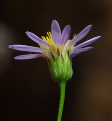 Erigeron serpentinus
