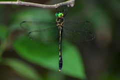 Macromidia rapida