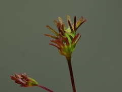 Cordylanthus pringlei