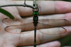 Macromidia rapida