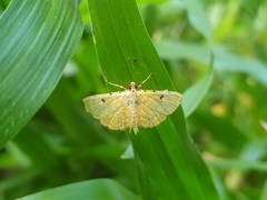 Notarcha