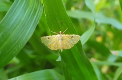 Notarcha