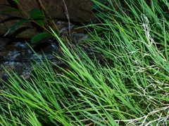 Muhlenbergia andina