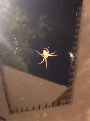 Cheiracanthium inclusum