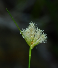 Calliscirpus criniger