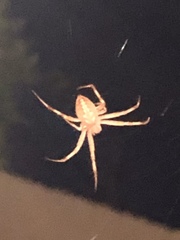 Cheiracanthium inclusum