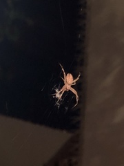 Cheiracanthium inclusum