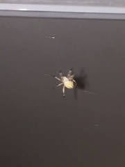 Cheiracanthium inclusum