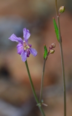 Streptanthus glandulosus hoffmanii