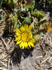 Grindelia stricta platyphylla