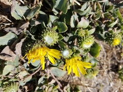 Grindelia stricta platyphylla