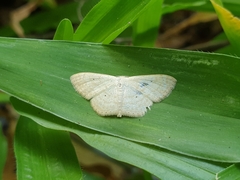 Scopula