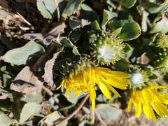 Grindelia stricta platyphylla