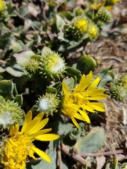 Grindelia stricta platyphylla