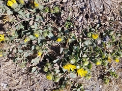 Grindelia stricta platyphylla