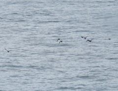 Cerorhinca monocerata