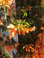 Pyrostegia