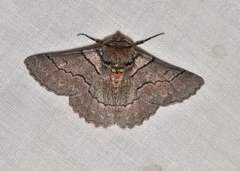 Hypobapta percomptaria