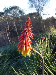 Kniphofia uvaria
