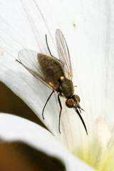 Phthiria pulicaria