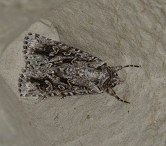 Ectopatria aspera