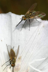 Phthiria pulicaria