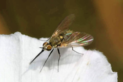 Phthiria pulicaria