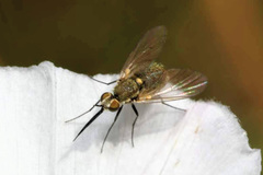 Phthiria pulicaria