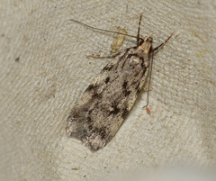 Barea exarcha