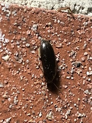 Coleoptera