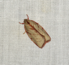 Euchaetis inceptella