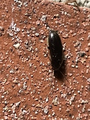 Coleoptera