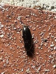 Coleoptera