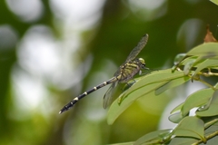 Euthygomphus koxingai