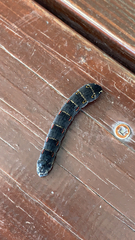 Theretra oldenlandiae